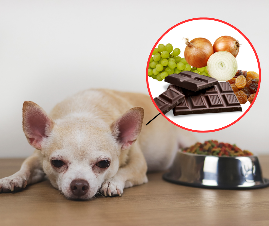 Image result for Emergency Guide: What to Do If Your Dog Eats Something Poisonous ...