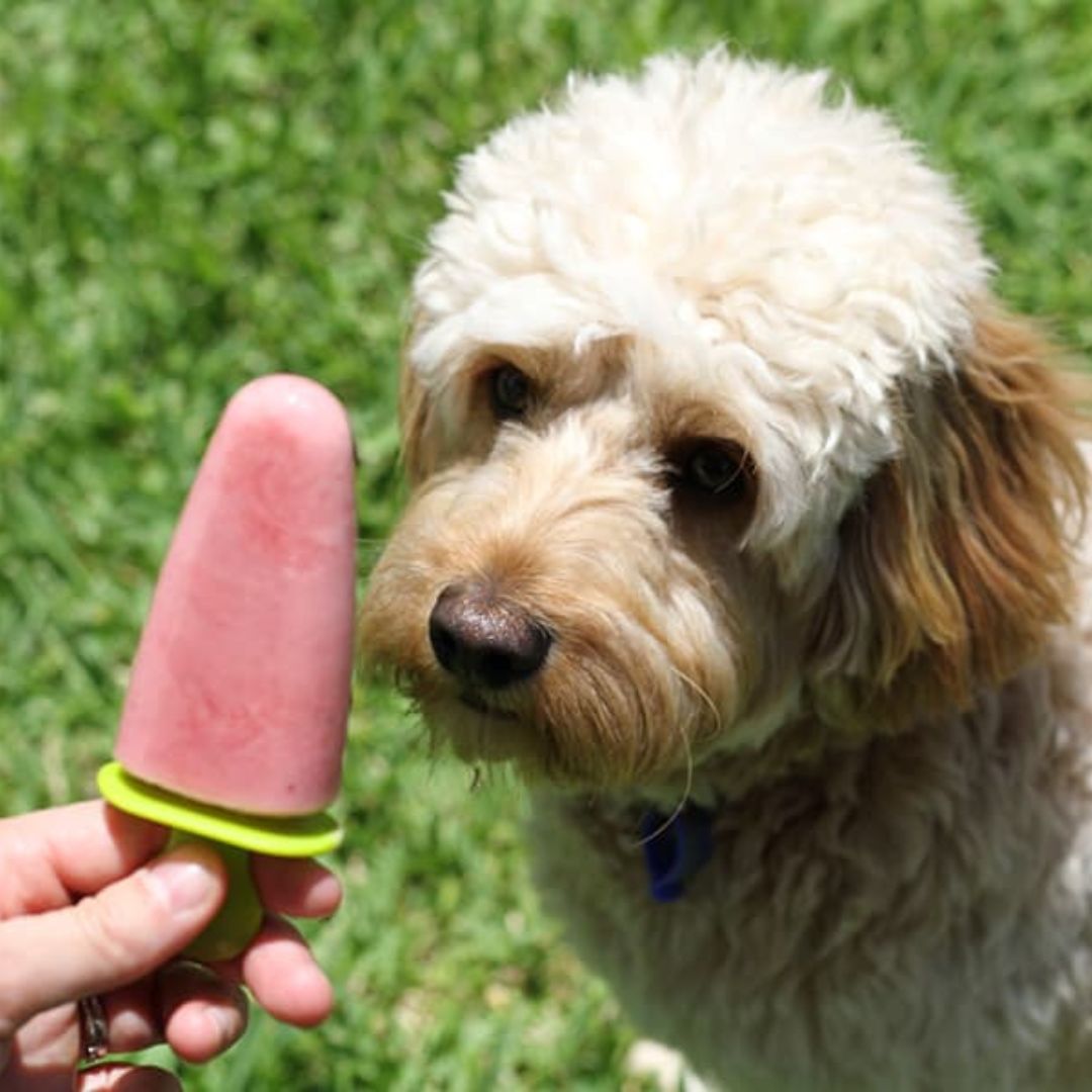 Homemade Dog Popsicles - Old Mother Hubbard