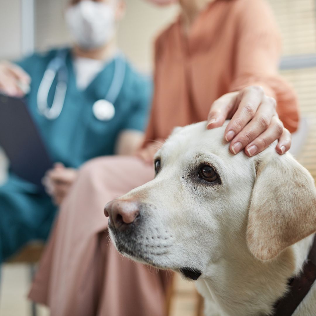 Average cost of dog ownership cheap