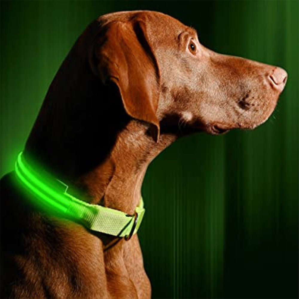 Luminous Collar For Dark Nights