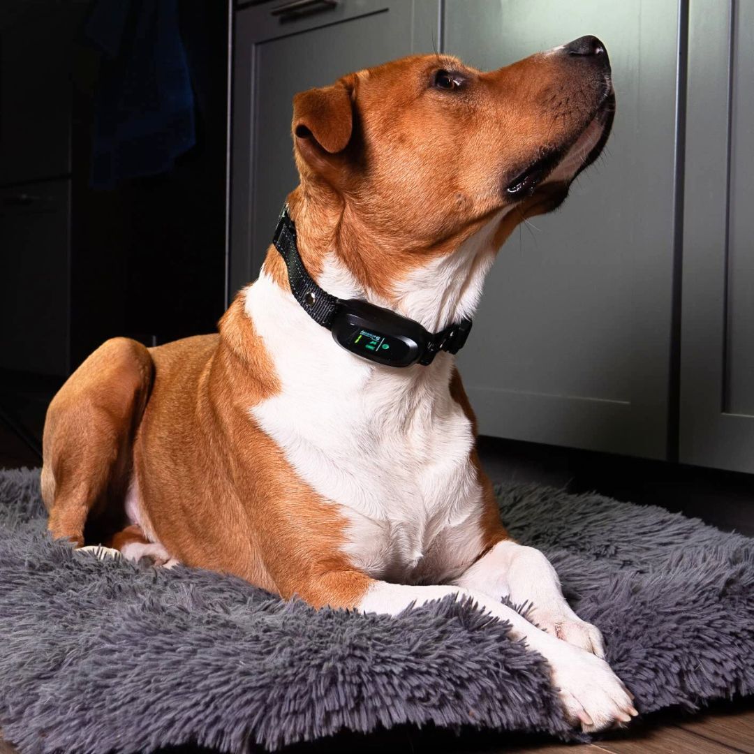 The PoochBarkOff