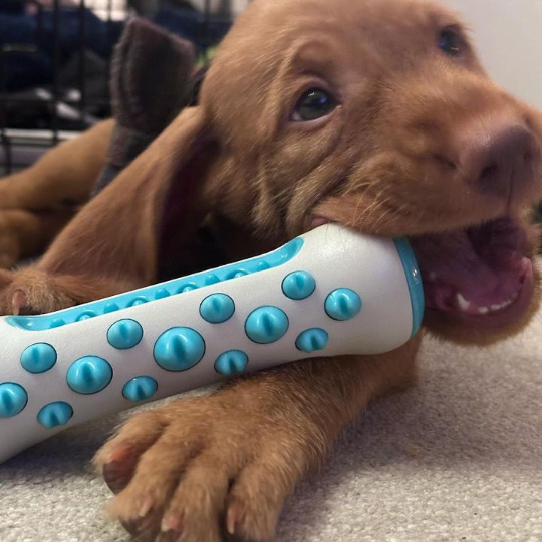 The PoochChew™