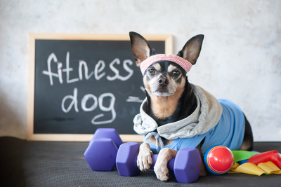 Weight Management: Tips for Keeping Your Dog at a Healthy Weight