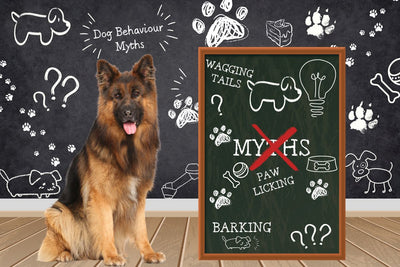 Dog Behaviour Myths You Need to Stop Believing