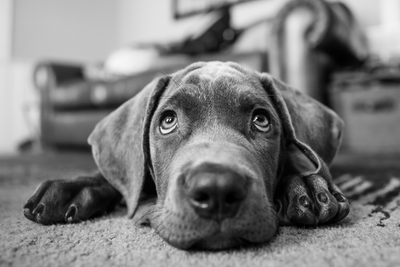 From Fear to Freedom: A Pet Parent’s Guide to Easing Dog Anxiety