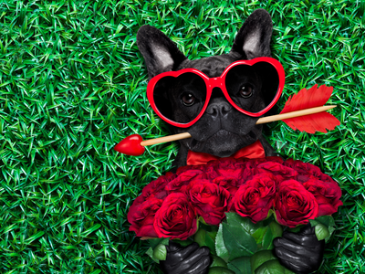 Why Your Dog is the Perfect Valentine🐶💕