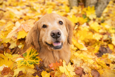 Autumn Allergies: How Autumn Pollen and Mould Affect Your Dog