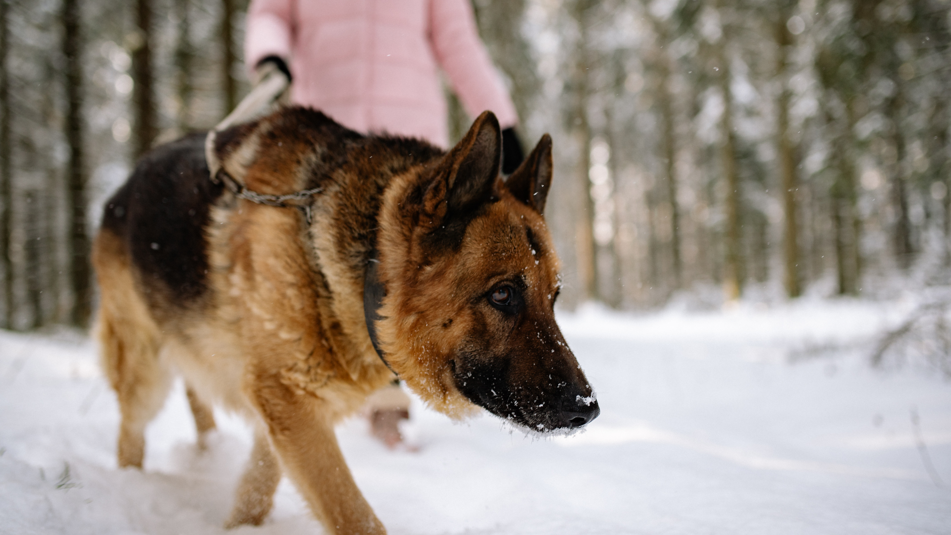 Dragging Yourself Out for Winter Walks? Be Sure To Do These 8 Tips to Make It Easier