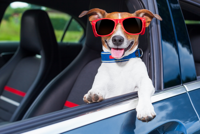 Planning a Holiday with Your Dog? 5 Vital Tips for a Hassle-Free Car, Plane, or Train Journey