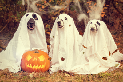 5 Simple Yet Effective Solutions to Keep Your Dog Stress-Free on Halloween