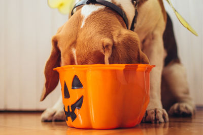 Common Halloween Threats for Dogs and Ways to Prevent Them