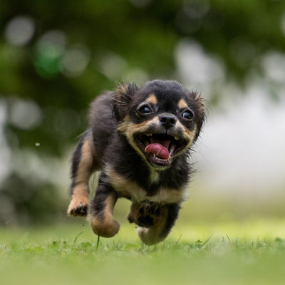 Unleashing Fun: Five Must-Try Games for You and Your Dog