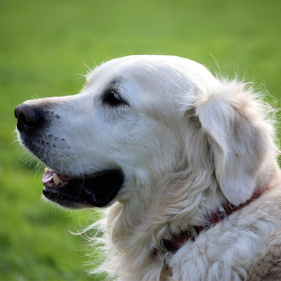 Seasonal Allergies: How to Recognize and Manage Your Pet's Allergies During Spring