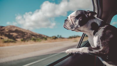 How Hot is Too Hot for Your Canine Companion in a Car?