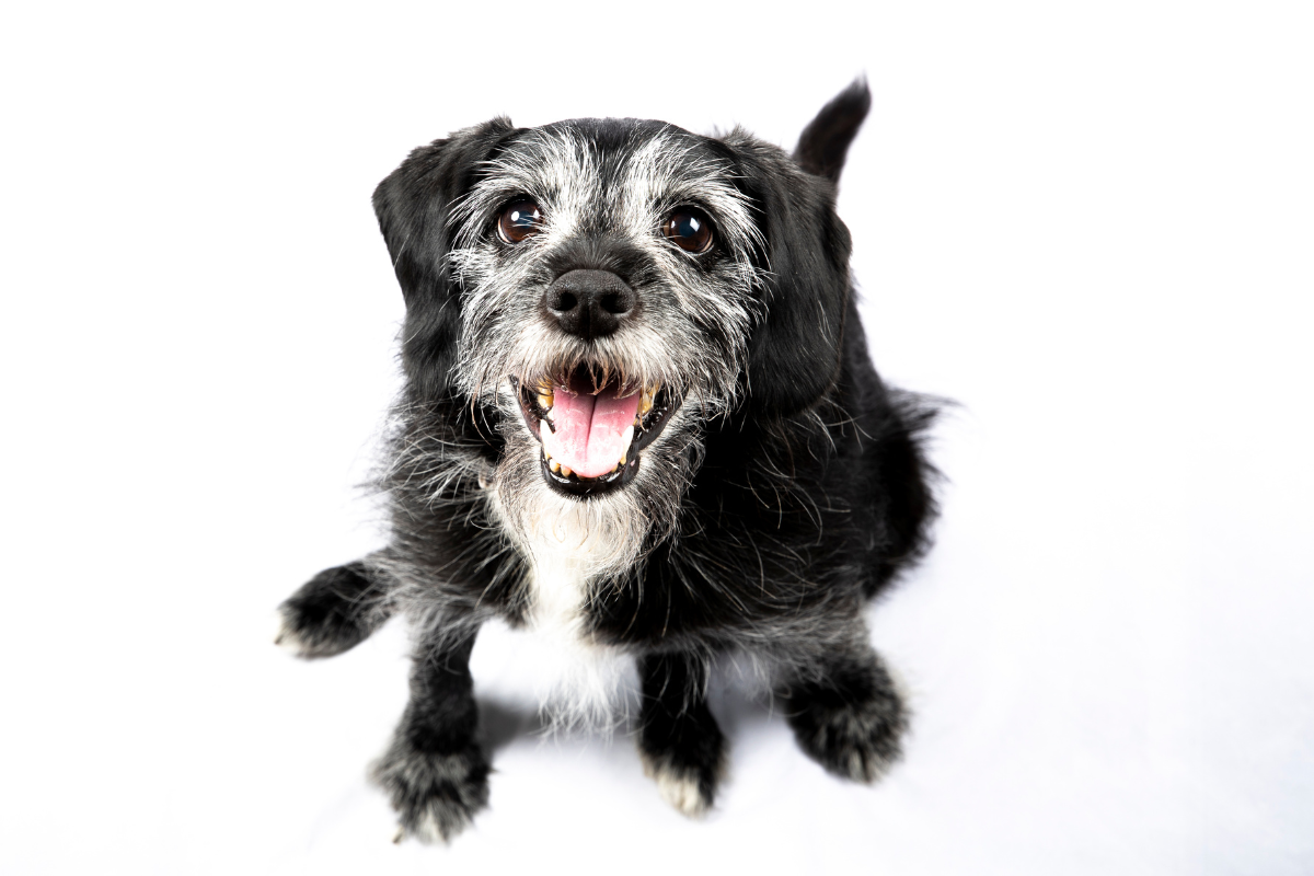 5 Simple Steps to a Senior-Dog-Friendly Home