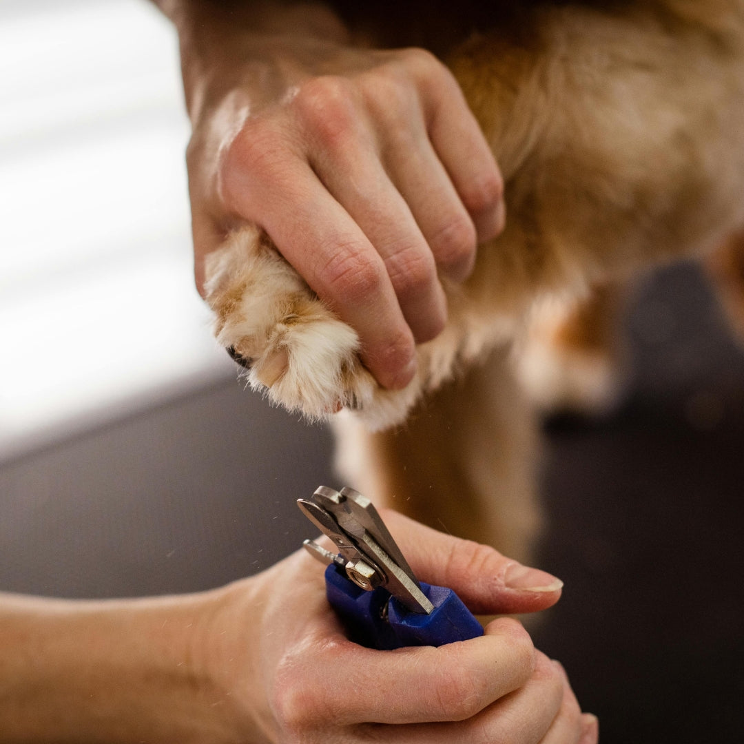 Mastering At-Home Dog Nail Trimming: A Comprehensive Guide