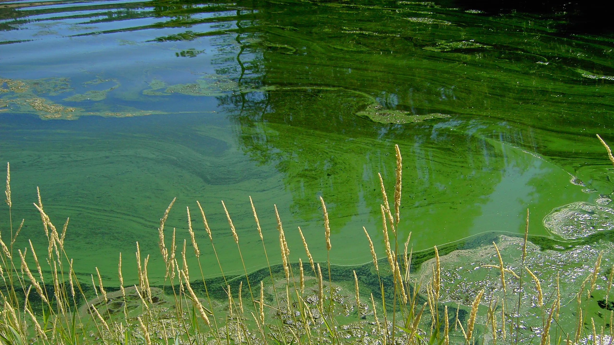 Blue-Green Algae & Dogs: Understanding Toxicity and Treatment