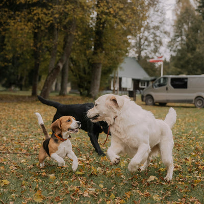 Whispers in Wagging: Unveiling the Language of Dogs