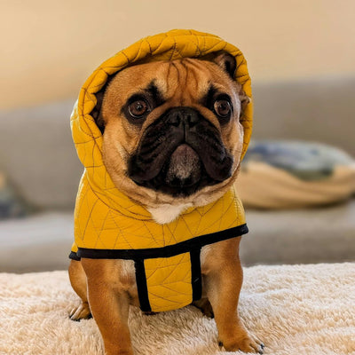 Sunny Days, Rainy Moods: How Weather Affects Your Dog's Behavior