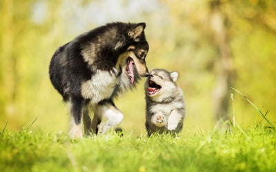 Should You Separate Your Puppy and Older Dog? A Guide for Dog Owners