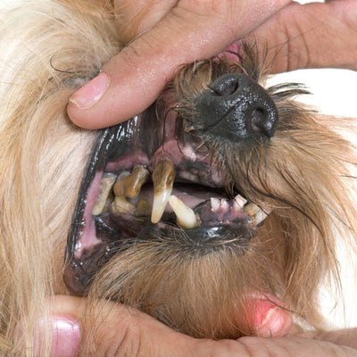 The Paw-fect Guide: Keeping Your Dog's Teeth Clean and Preventing Bacteria and Gum Disease