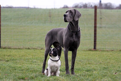 Why Larger Dog Breeds Have Shorter Lifespans Than Smaller Dog Breeds?