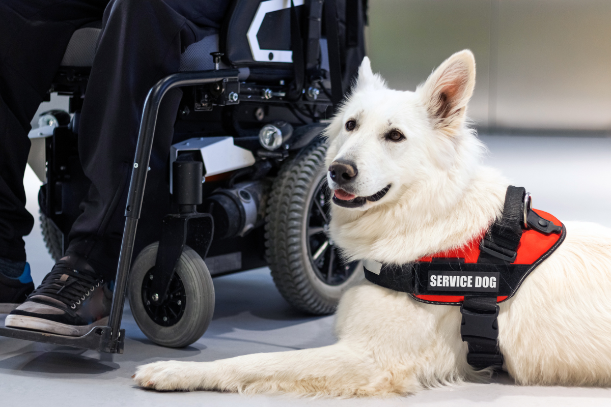 The Best Service Dog Breeds: What Makes Them Great and How to Care for Them