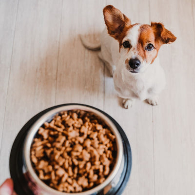 Discover the Surprising Link Between Diet and Dog Behavior! 🧐🐕