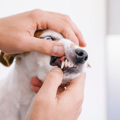 Natural Remedies for Maintaining Your Dog's Dental Health