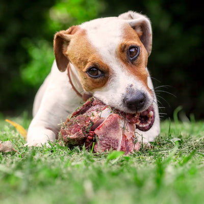The BEST Natural Diet Your Dog Might Be Missing Out On!