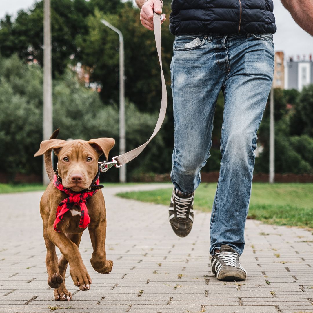 Mastering the Walk: How I Trained My Dog to Stop Pulling on the Leash