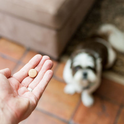 7 Tips For Getting Your Dog To Take Their Pills