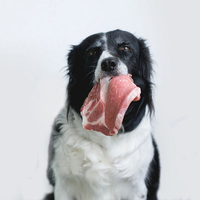 Raw Diet Red Flags: Surprising Foods That Could Harm Your Dog