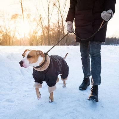 Beat the Itch: Winter Skin and Coat Care for Dogs
