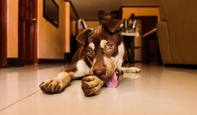 Understanding Your Dog's Paw Licking Obsession