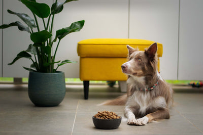 The Pros and Cons of Free Feeding vs Scheduled Meals for Your Dog's Diet