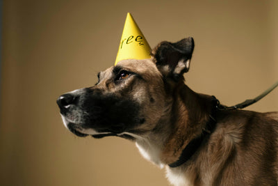 Do Dogs Know They’re Aging?