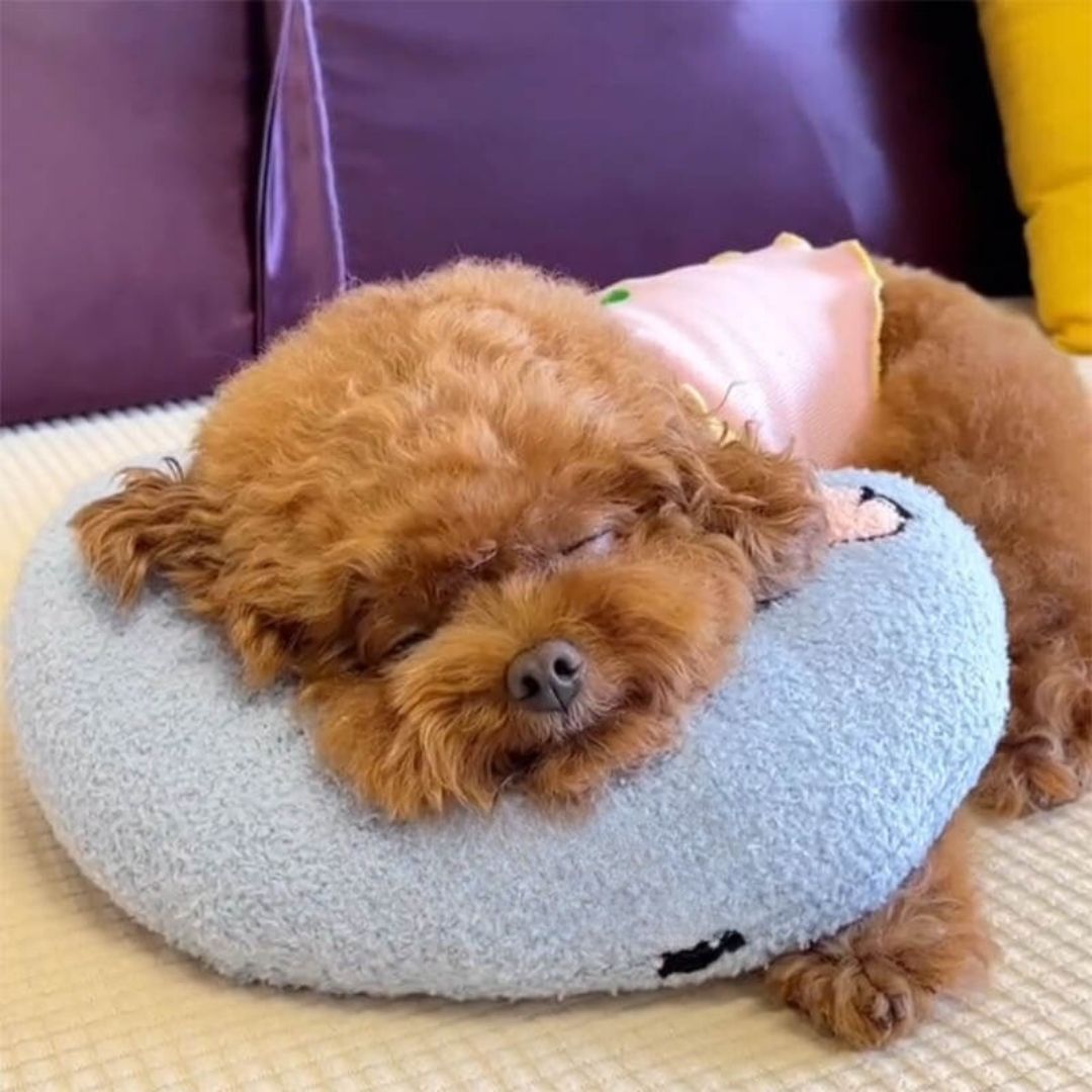 Dog anxiety pillow best sale